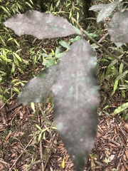 Hedycarya arborea