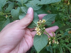 Witheringia mexicana