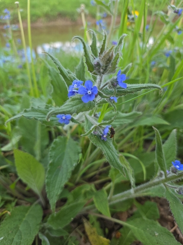 Green Alkanet