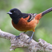 Orchard Oriole - Photo (c) Dan Pancamo, some rights reserved (CC BY-SA)