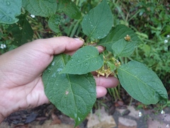 Witheringia mexicana
