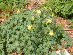 Aquilegia longissima