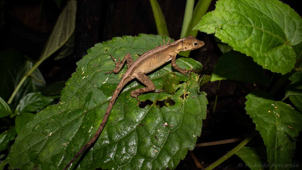 Sierra Juarez Anole