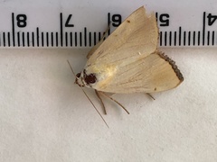 Xanthodes amata
