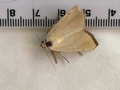 Xanthodes amata