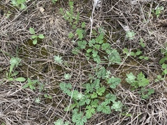 Erodium texanum