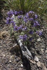 Phacelia bakeri