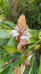 Alpinia shimadae, photograph (c) 黃美滿, some rights reserved (CC BY)