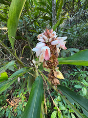 Alpinia shimadae, photograph (c) 黃美滿, some rights reserved (CC BY)