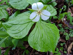 Trillium simile