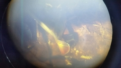 Cichla ocellaris