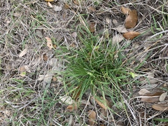 Carex planostachys