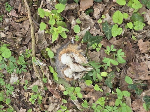 Schleiereule observed by hk-phil