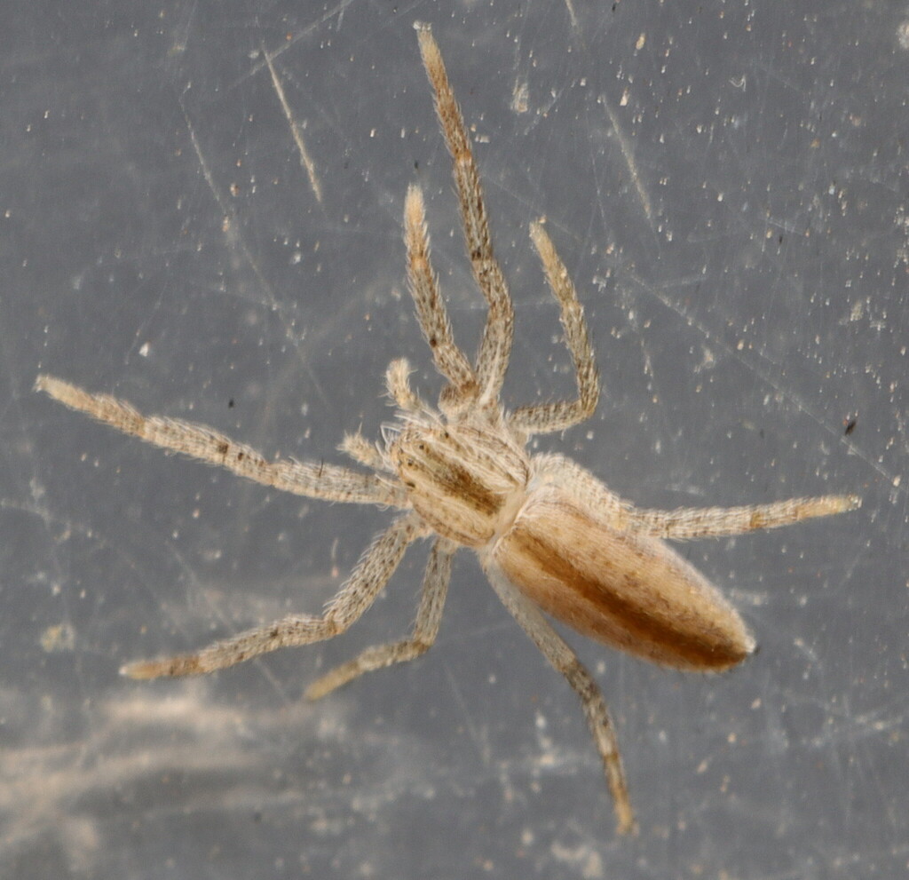 Tibellus seriepunctatus