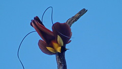Paradisaea rubra