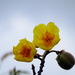 Cochlospermum vitifolium - Photo 由 Mica Fraire 所上傳的 (c) Mica Fraire，保留部份權利CC BY-NC