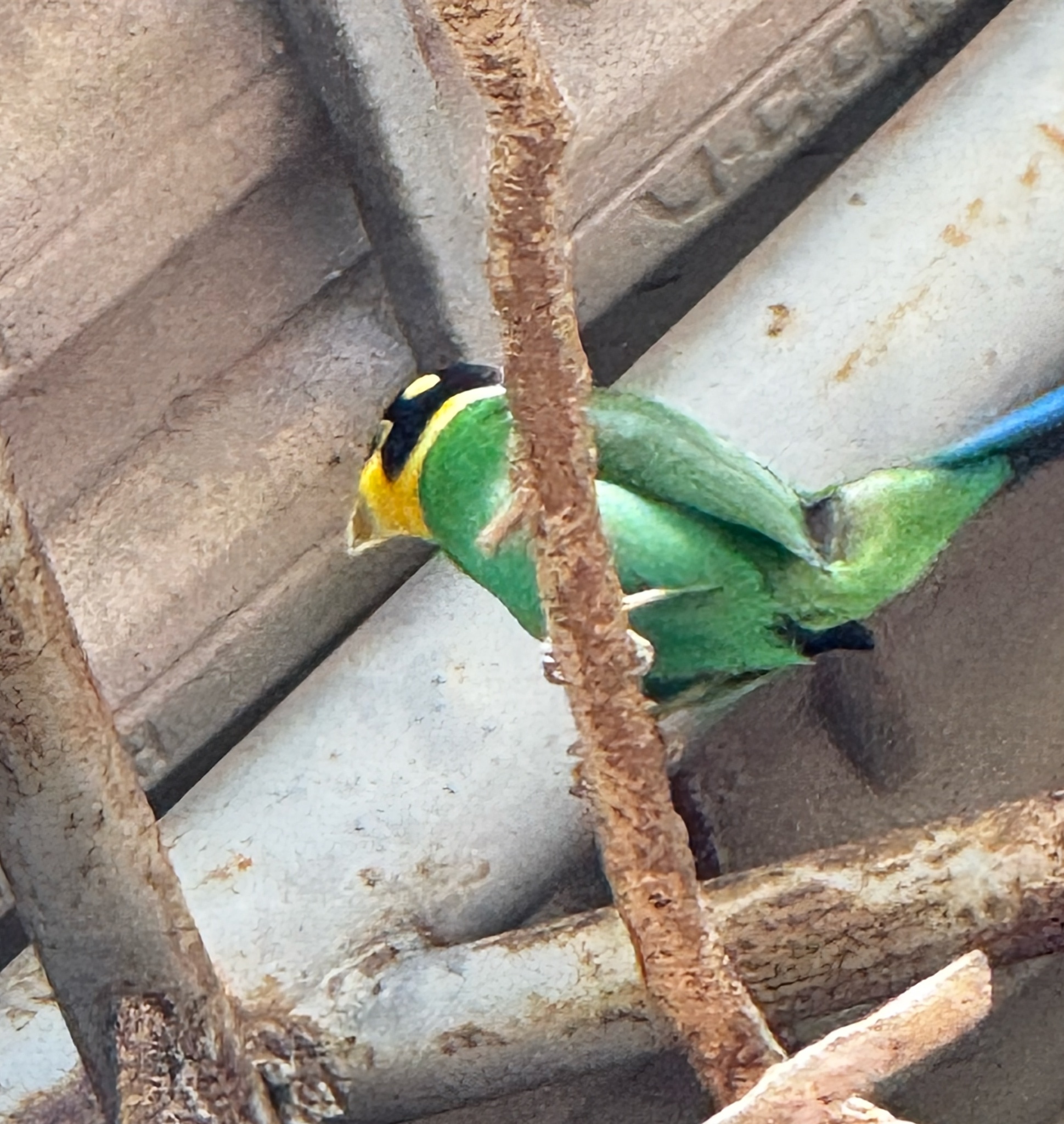 Long-tailed Broadbill (Psarisomus dalhousiae), photo 10