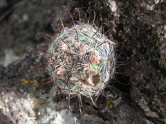 Mammillaria jaliscana jaliscana