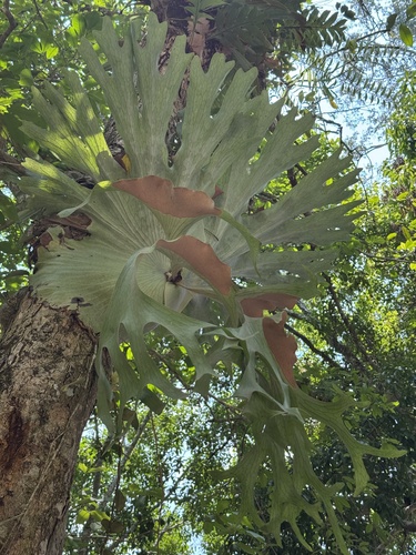 Platycerium holttumii, photograph 1