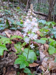 Tiarella austrina