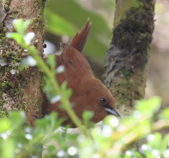 Cinnycerthia unirufa