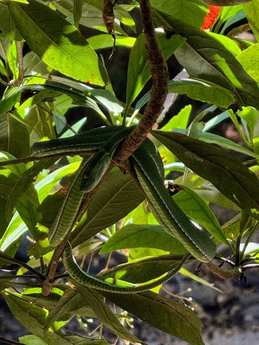 Vogel’s Pit Viper
