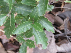 Quercus eduardii