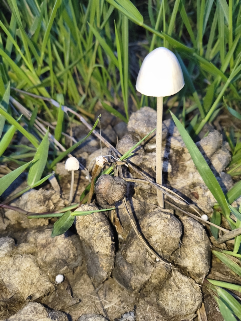 Panaeolus antillarum · April 2026 · photo: © elioliveira (iNaturalist, cc-by)