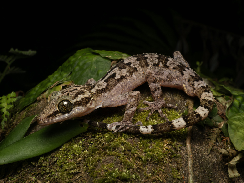 Philippine Bent-Toed Gecko