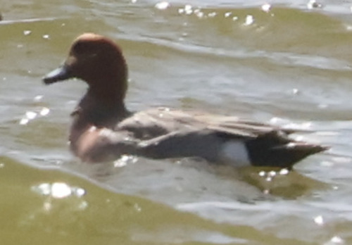Eurasian Wigeon
