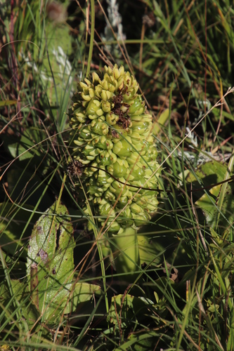 Eucomis autumnalis image