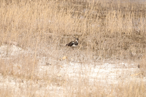 Northern Lapwing