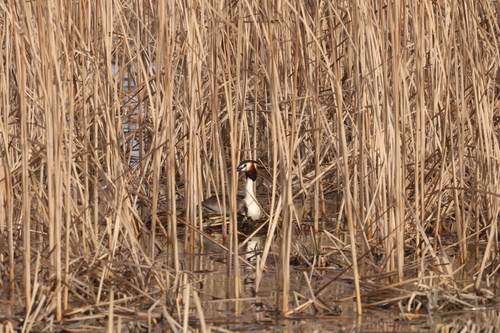 Great Crested Grebe