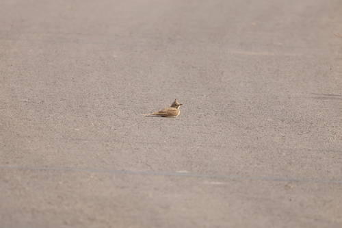 Crested Lark