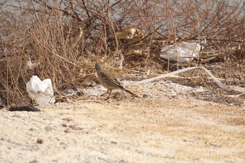 Water Pipit