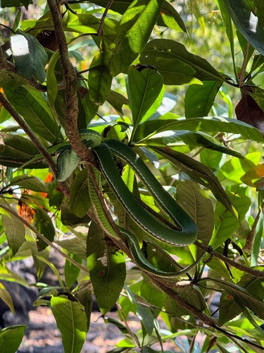 Vogel’s Pit Viper
