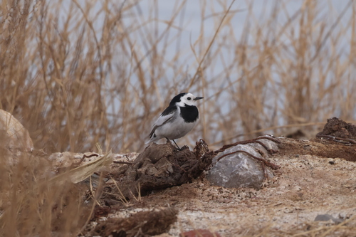 White Wagtail