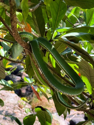 Vogel’s Pit Viper