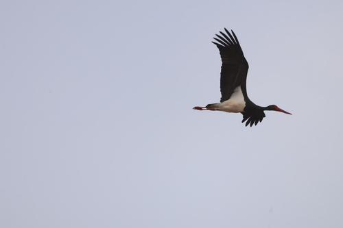 Black Stork