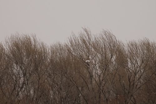 Black-headed Gull