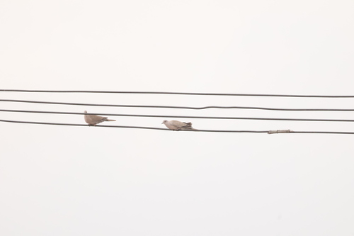 Eurasian Collared-Dove