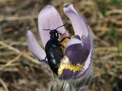 Meloe violaceus
