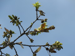 Quercus eduardii