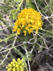 Amphipappus fremontii