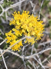 Amphipappus fremontii