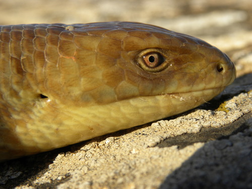 European Glass Lizard