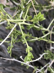 Amphipappus fremontii