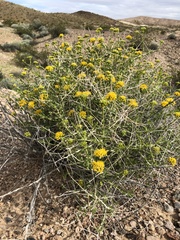 Amphipappus fremontii