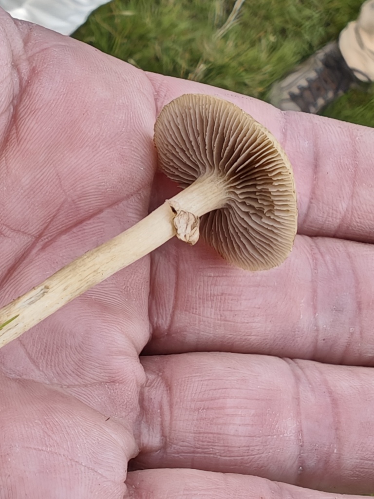 Agrocybe elatella