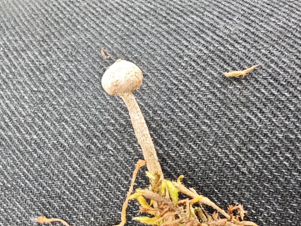 Tulostoma brumale · April 2026 · photo: © rudolphous (iNaturalist, cc-by)